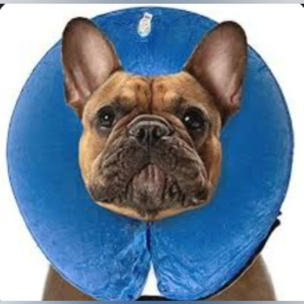 Small inflatable dog‎ cone collar fits 6